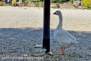 Viterbo - L'oca bianca che passeggia a pratogiardino Lucio Battisti