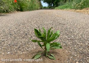 Una piantina in mezzo all'asfalto
