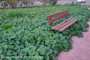Viterbo - Erba alta ai giardinetti di Santa Lucia