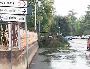 Orte - Fulmine abbatte un albero della scuola media