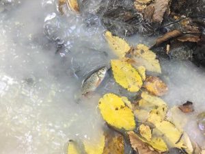 Corchiano - Sversamento chimico nel Fosso delle Sorcelle