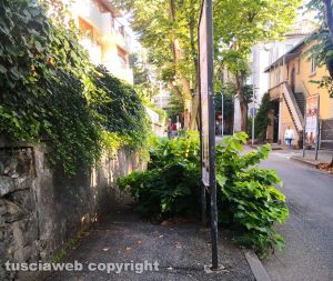 Erbacce in via Lorenzo da Viterbo