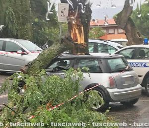 La Quercia - Albero si abbatte su un'auto