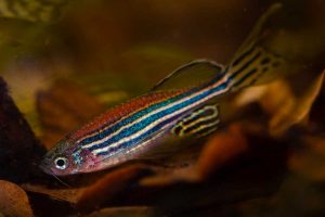 Pesce zebra