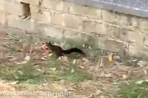 Viterbo - Uno scoiattolo nel giardino