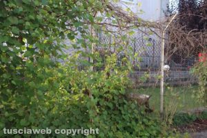 Vasanello - Incuria in via Bruno Serotini