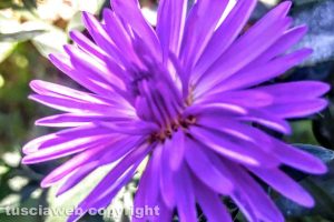 Fiori di Aster