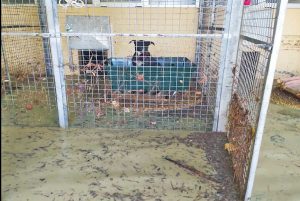 Alluvione nelle Marche - Gli animali salvati