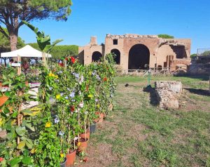 Civitavecchia - "Terme in Fiore"