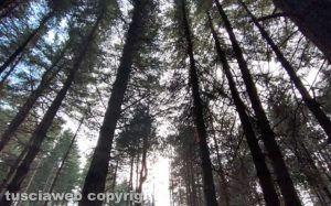 La pineta sui monti Cimini