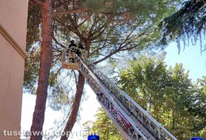 Viterbo - Ramo pericolante, l’intervento dei vigili del fuoco