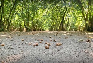 Noccioleto
