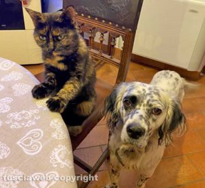 Gatto e cane a tavolo - Lo scatto di Francesco Iacarelli