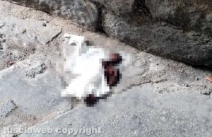 Viterbo - Escrementi a vicolo degli Scalzi