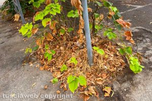 Viterbo - Incuria in piazza della Trinità