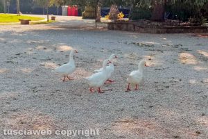Viterbo - Riunita l'oca solitaria del lampione a Pratogiardino Lucio Battisti