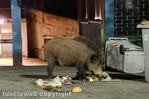 Viterbo - Cinghiale in via Genova