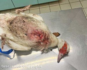 Viterbo - La papera di Prato Giardino dal veterinario