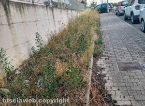 Viterbo - Erbacce a Santa Barbara