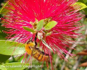 Fiore di Callistemon con un bombo