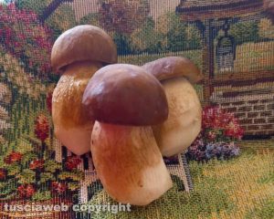 Viterbo - I funghi porcini di Colomba Silvestri