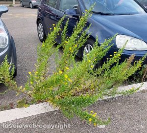 Viterbo - Arbusti sulla Tangenziale ovest