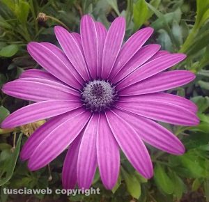 Margherita africana