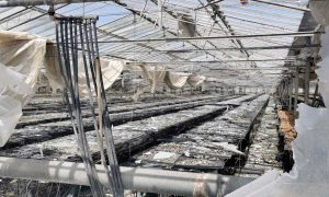 Civitavecchia - Gravi danni alle Serre Albani