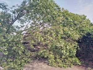 Montefiascone - Un albero caduto a causa del maltempo
