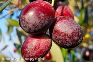 La raccolta delle olive