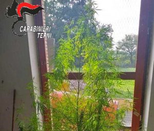 Attigliano - Carabinieri - La pianta sequestrata