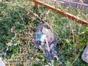 Viterbo - Erbacce e incuria in via San Benedetto Menni