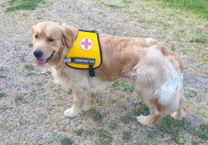 Proceno - Dante, il cane salvavita intossicato da glifosato