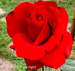 Rosa di fine ottobre