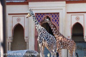 Il Bioparco di Roma - Giraffe