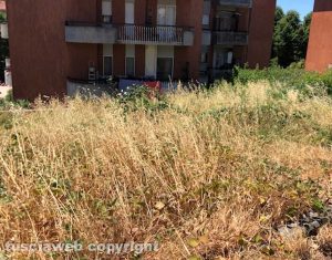 Viterbo - Erba alta in via Monteverdi