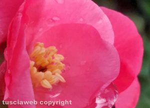 Fiore