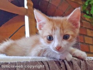 Il gattino scomparso in zona Roncone