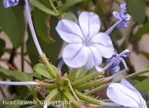 Fiori del plumbago