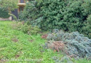 Viterbo - Potature e sfalci in via Parma