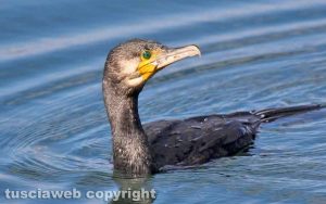 Un cormorano nel lago di Bolsena