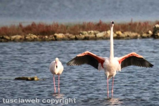 Tarquinia - Le Saline