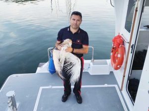 Biancone soccorso al lago di Bolsena