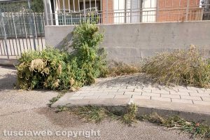 Viterbo - Erba alta lungo il marciapiede di via Consolini