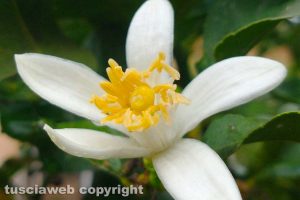 Fiore di limone dopo la pioggia