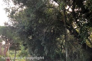 Viterbo - L'albero in strada Costa Volpara