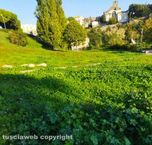 Viterbo - Erba alta a Valle Faul