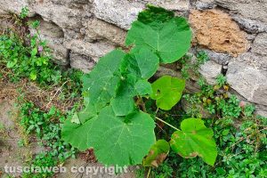 Viterbo - Incuria in largo Vittoria Colonna