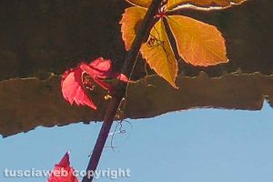 I colori dell'autunno