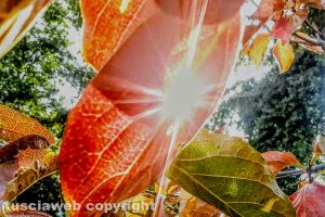 Sole tra le foglie di un albero di cachi